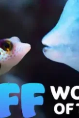 Puff wonders of the reef 2021 dual audio hindi org 720p nf web dl h264 aac 450mb esub 660x330 1 - DesireMovies, DesireMovies2.My